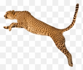 Cheetah Animal - Cheetah Transparent Background Emoji,Cheetah Emoji