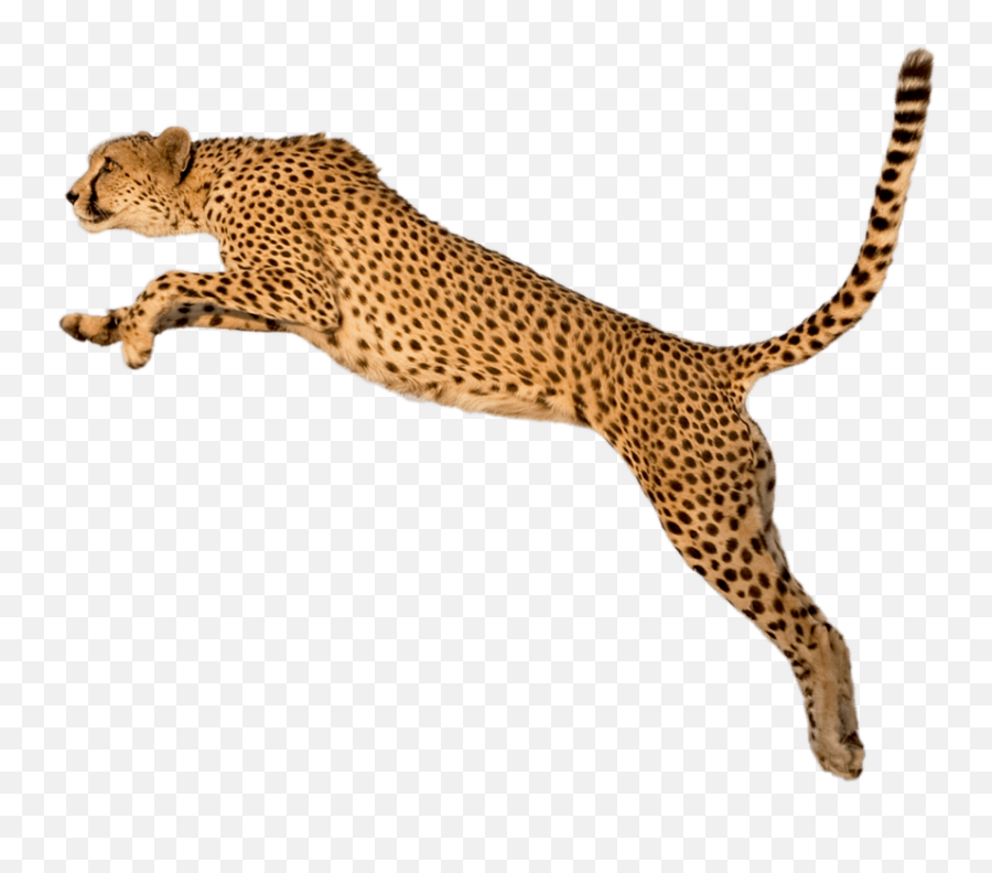 Cheetah Animal - Cheetah Transparent Background Emoji,Cheetah Emoji