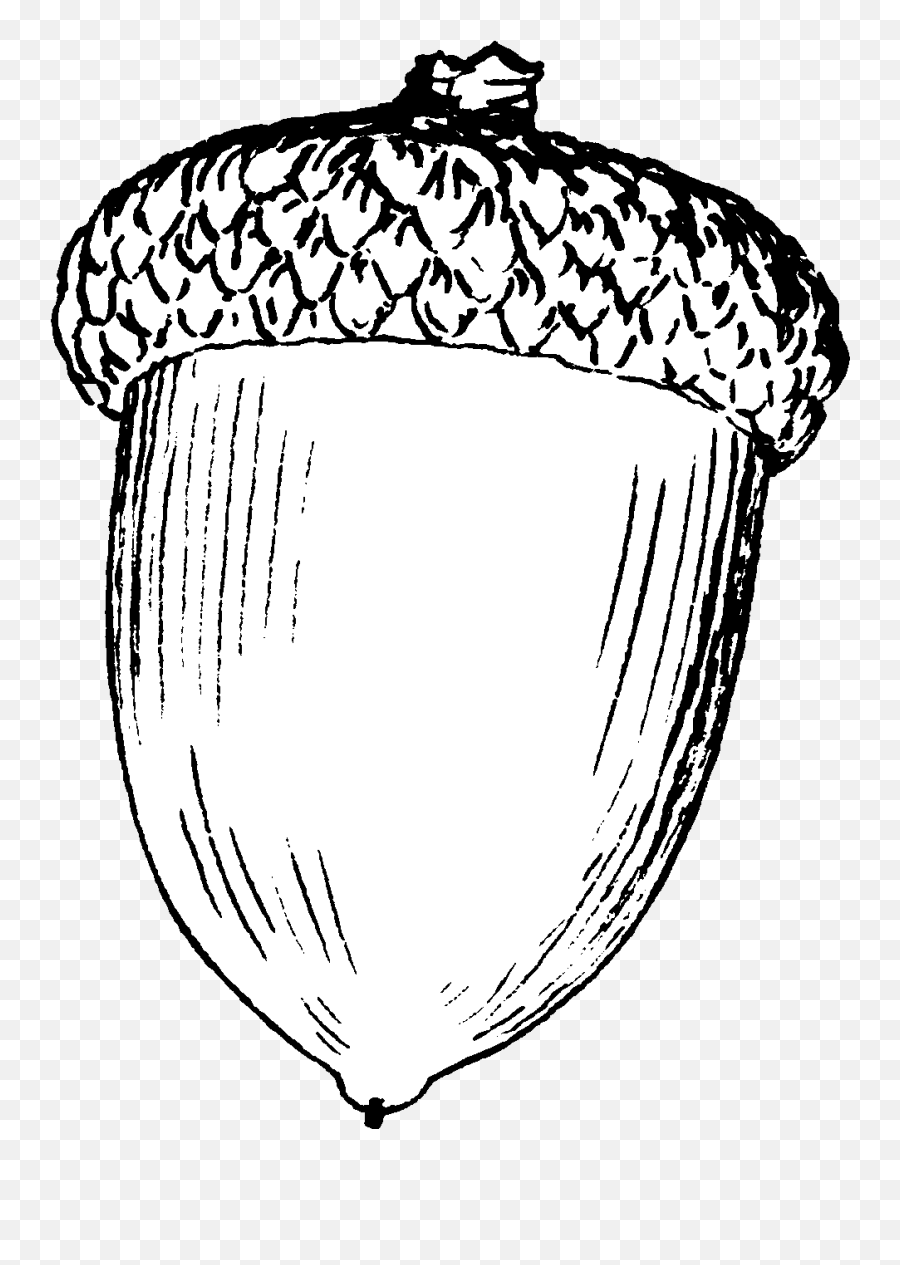 Acorns With Leaves Clipart - Clip Art Library Acorn Black And White Emoji,Acorn Emoji