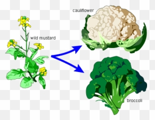 Broccoli Clipart Broccoli Plant - Wild Mustard Emoji,Cauliflower Emoji
