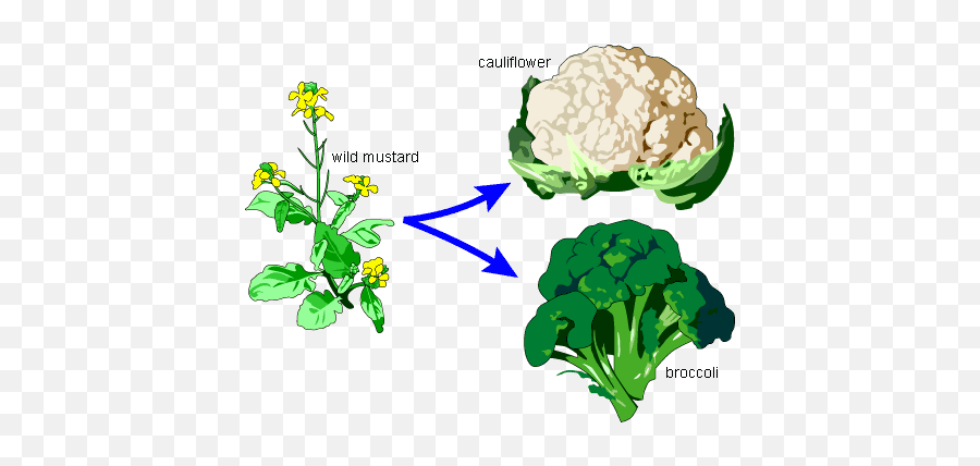 Broccoli Clipart Broccoli Plant - Wild Mustard Emoji,Cauliflower Emoji