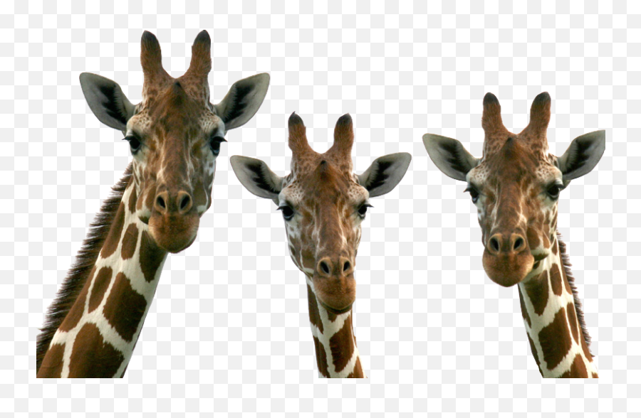 Stickers Edit Edits Png Head Face Pic - Three Giraffe Emoji,Giraffe Emoji For Iphone