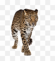 Leopard Pathfinder Transparent Png - Leopard Transparent Background Emoji,Leopard Emoji