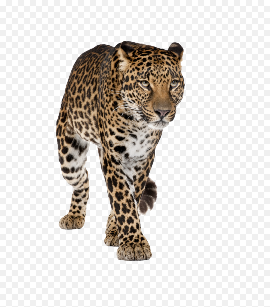Leopard Pathfinder Transparent Png - Leopard Transparent Background Emoji,Leopard Emoji