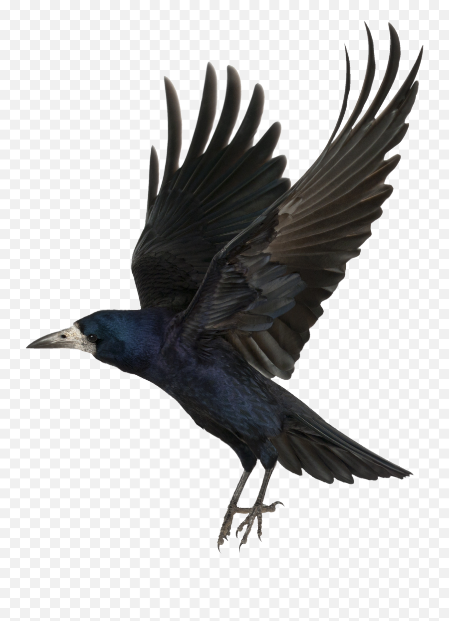 Raven Png Images Free Download - Crow Png Emoji,Crow Emoji