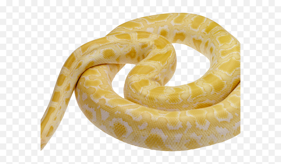 Download Hd Python Clipart Snake Tongue - Light Yellow And White Snake Emoji,Snake Emoji Transparent
