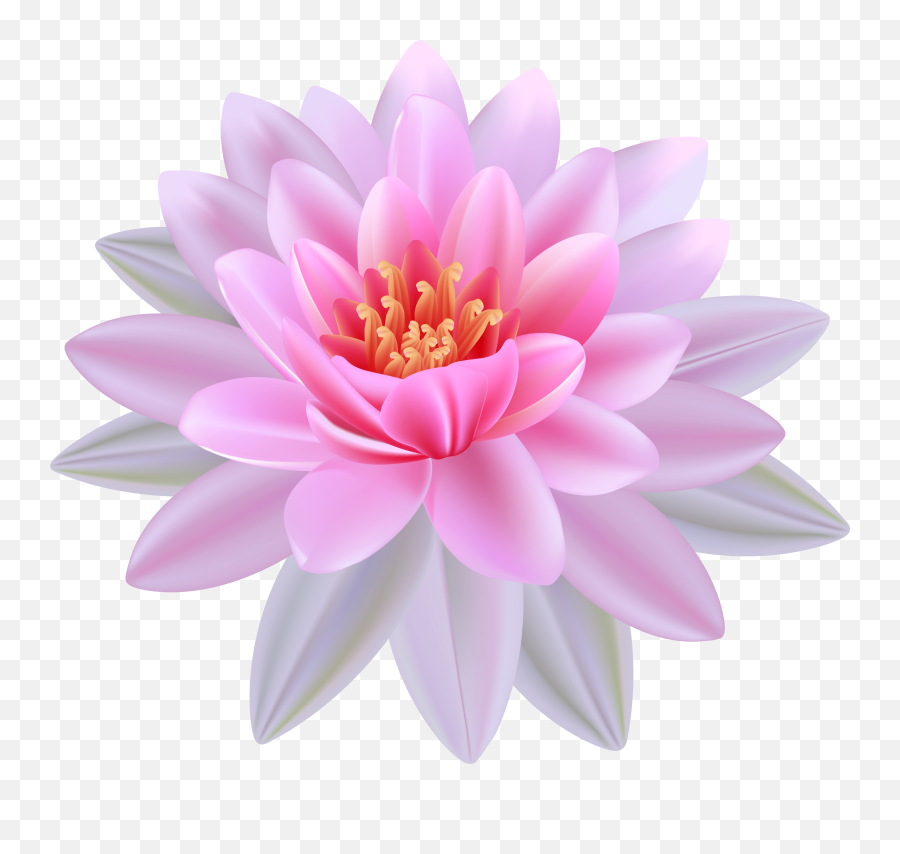 Free Lily Png Download Free Clip Art - Transparent Water Lily Png Emoji,Lily Flower Emoji