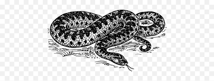 Kreuzotter - Anaconda Snake Black And White Emoji,Snake Emoticon