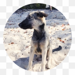 The Story Of - Whippet Emoji,Guess The Emoji Dog And Bone