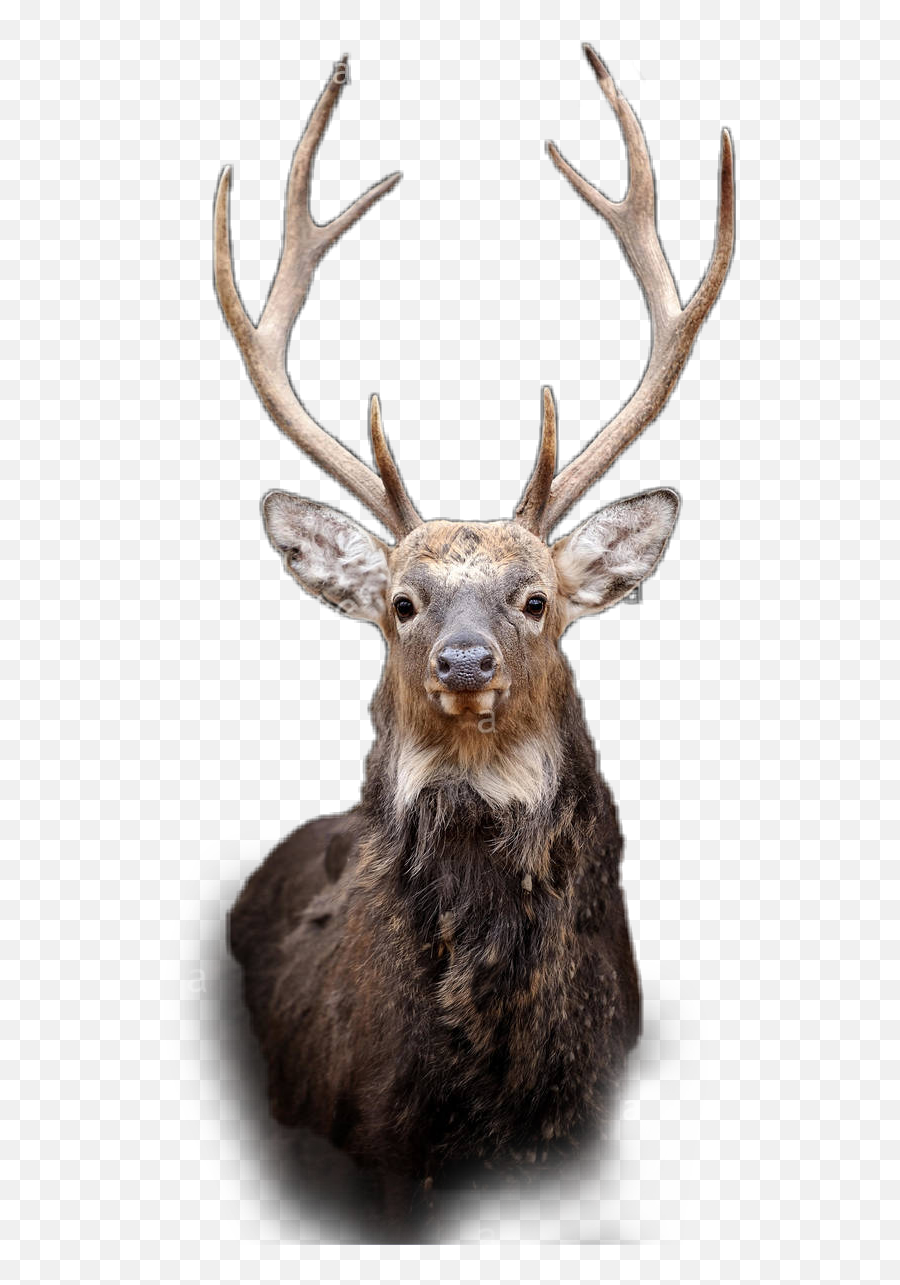 The Newest Deer Stickers On Picsart - Elk Emoji,Deer Emoji