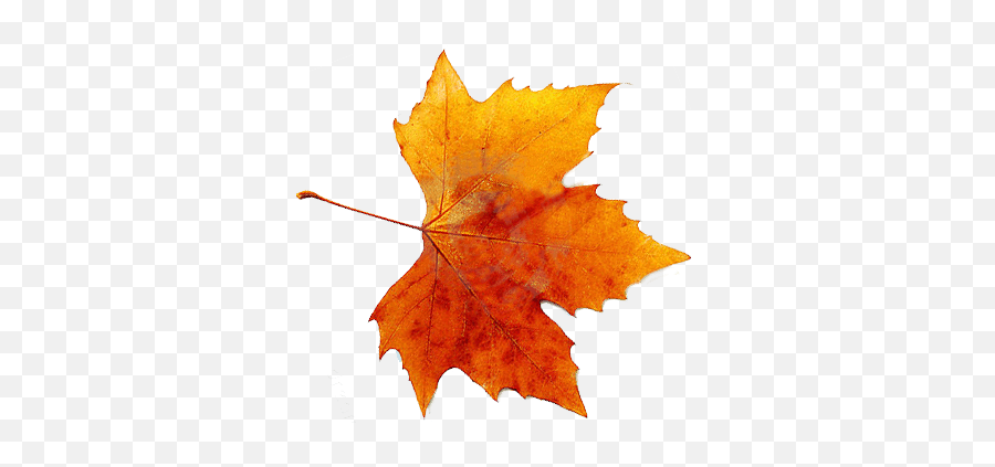Autumn Leaves Hd Png Transparent Autumn 906049 - Png Images Fall Leaf Png Emoji,Autumn Leaf Emoji