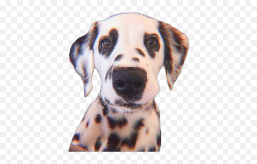 Dalmatian Cute Puppy Aesthetic Dog - Dalmatian Emoji,Dalmatian Emoji