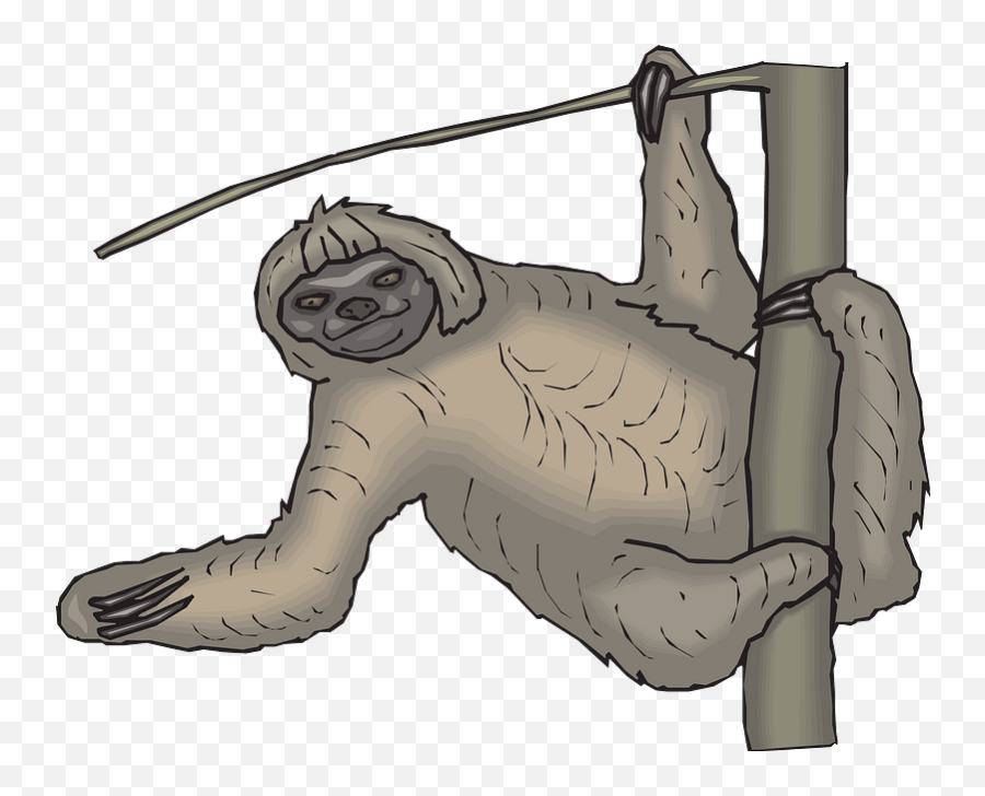 Sloth Hanging From Tree Clipart Free Download Transparent - Pygmy Sloth Emoji,Push Up Emoji