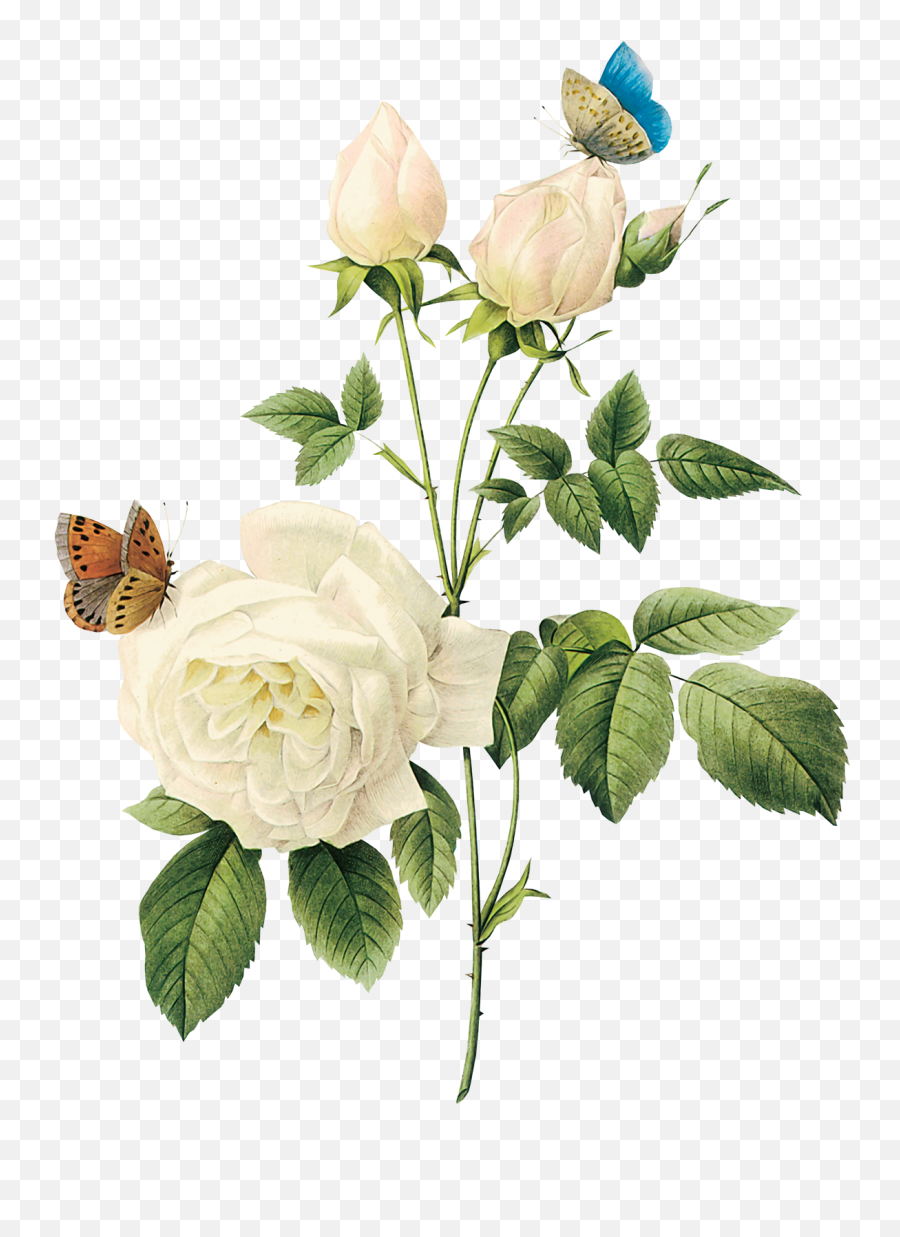 White Flower Png Transparent - White Rose Png Emoji,White Rose Emoji