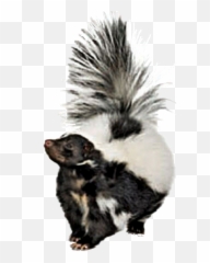 Skunk - Striped Emoji