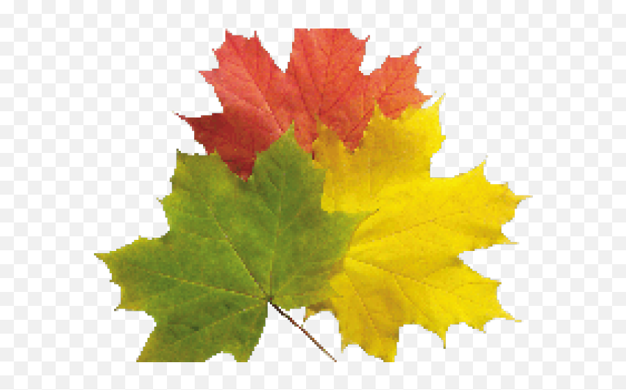 Download Hd Plane Emoji Png Transparent Png Image - Real Fall Leaves,Plane Emoji