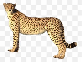 Cat Cheetah Freetoedit - Cheetah Transparent Background Emoji,Cheetah Emoji
