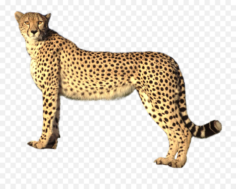 Cat Cheetah Freetoedit - Cheetah Transparent Background Emoji,Cheetah Emoji