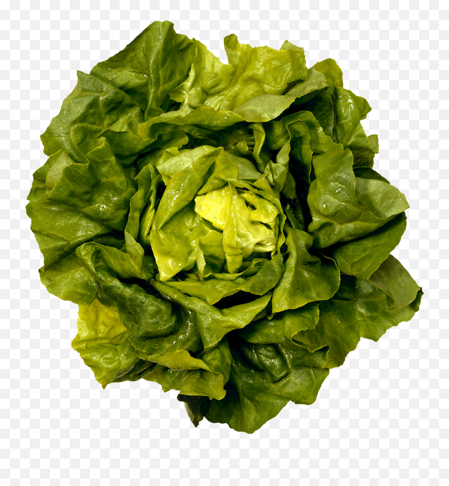 Lettuce Clipart Green Foods Lettuce - Salad Head Png Emoji,Lettuce Emoji