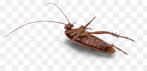 Bugs Roach Scary Freetoedit - Western Conifer Seed Bug Emoji,Roach Emoji