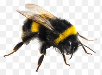 Bumblebee - Bee New Zealand Bees Emoji