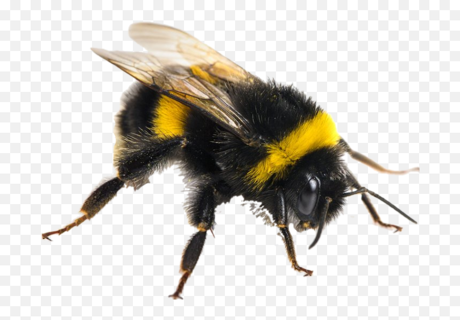 Bumblebee - Bumble Bee New Zealand Bees Emoji,Bumblebee Emoji
