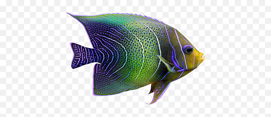 Tropical Fish Png Picture - Transparent Tropical Fish Background Emoji,Tropical Fish Emoji