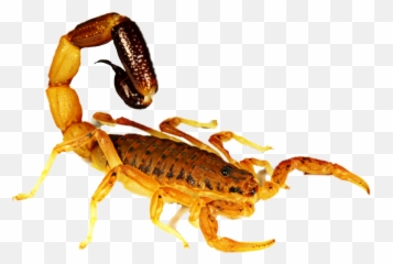 Scorpion - Scorpion Emoji,Scorpion Emoji