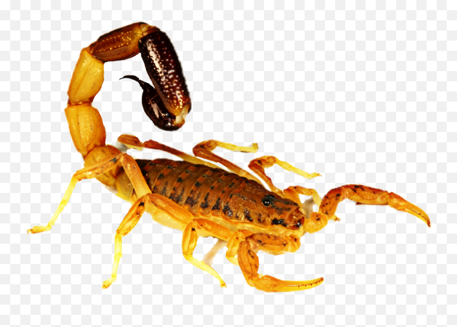 Scorpion - Scorpion Emoji,Scorpion Emoji