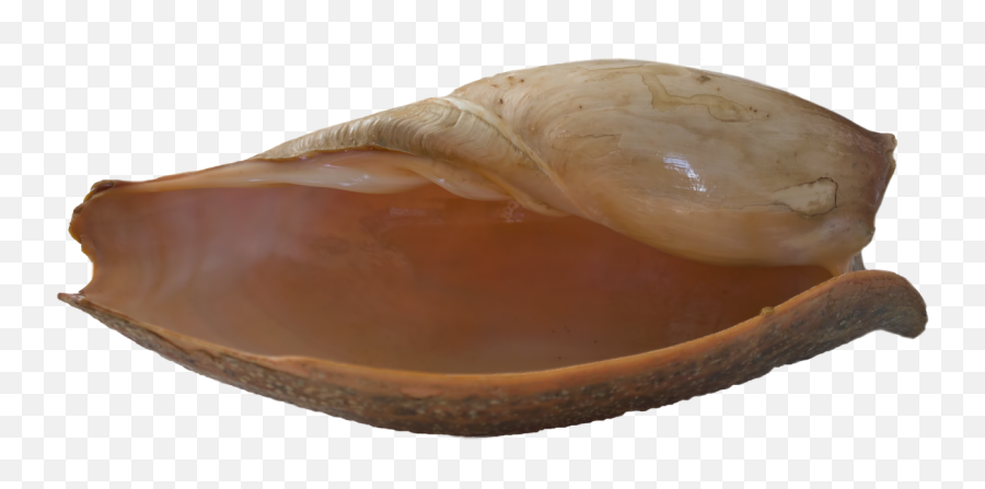 Seashell Shell Water Ocean Sea - Seashell Emoji,Conch Shell Emoji