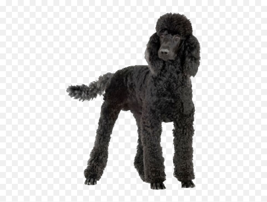 Poodle Psd Official Psds - Big Black Poodle Dog Emoji,Poodle Emoji