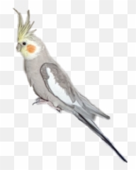 Cockatiel Parrot - Cockatiel Emoji,Cockatiel Emoji