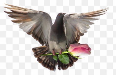 Dove Paloma Sticker By Margarita - Pigeon Images Hd Free Download Emoji,Dove Of Peace Emoji