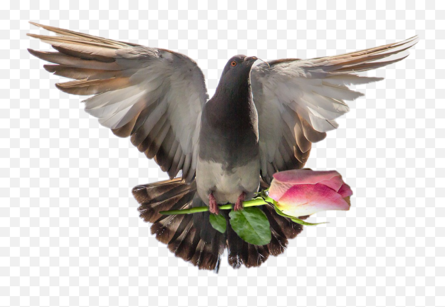 Dove Paloma Sticker By Margarita - Pigeon Images Hd Free Download Emoji,Dove Of Peace Emoji