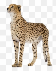 Cheetah Cheetahs Bigcat Bigcats Animals Animal Cats Cat - Cheetah Png Emoji,Cheetah Emoji