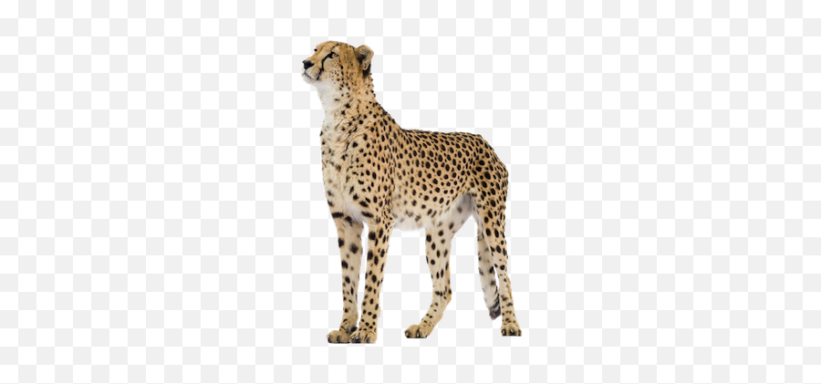 Cheetah Cheetahs Bigcat Bigcats Animals Animal Cats Cat - Cheetah Png Emoji,Cheetah Emoji