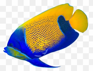 Tropical Fish Png Picture - Free Printable Emoji