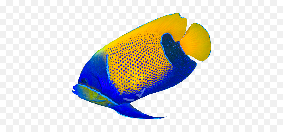 Tropical Fish Png Picture - Free Printable Tropical Fish Emoji,Tropical Fish Emoji