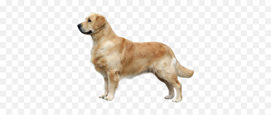 Labrador Retriever Png Emoji,Barking Dog Emoji