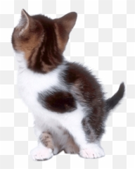 Cat Png And Vectors For Free Download - Dlpngcom Back Of Cat Transparent Background Emoji,Cheshire Cat Emoji