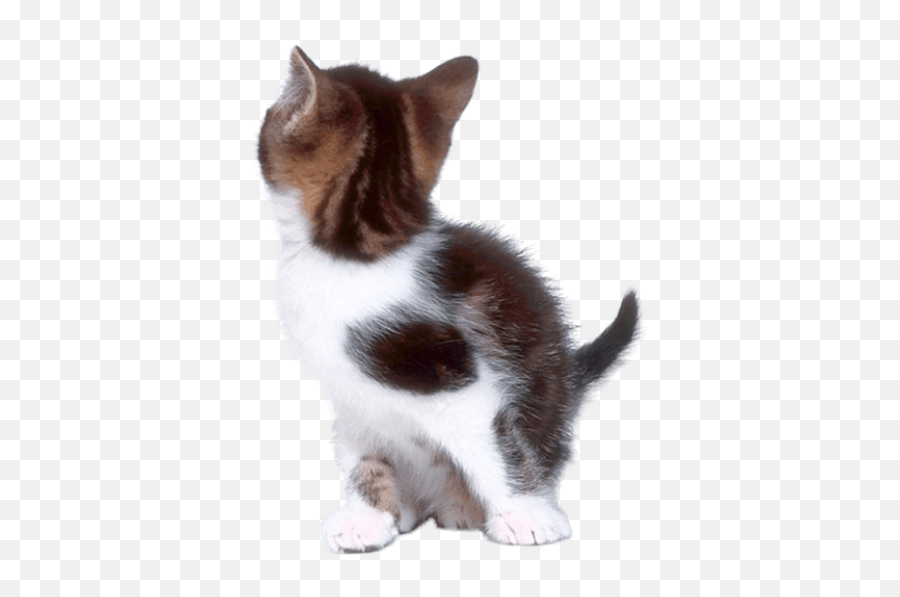 Cat Png And Vectors For Free Download - Dlpngcom Back Of Cat Transparent Background Emoji,Cheshire Cat Emoji