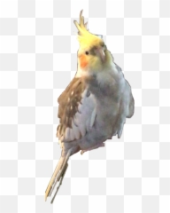 Sticker Of My Cute Little Emoji,Cockatiel Emoji