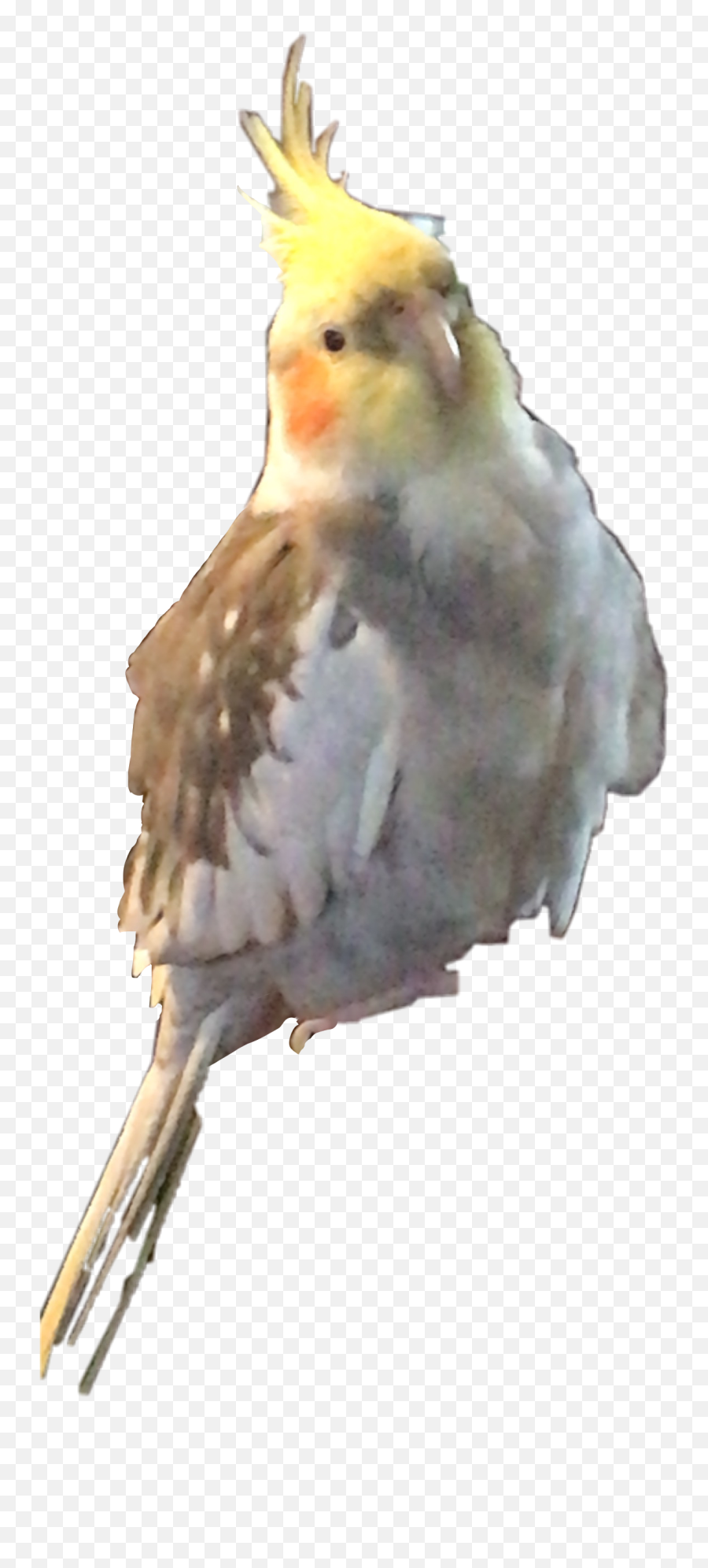 Sticker Of My Cute Little Emoji,Cockatiel Emoji