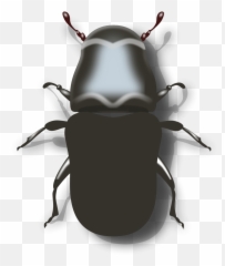 Ground Beetle Black And White - Clip Art Library Mountain Pine Beetle Black And White Emoji,Beetle Emoji