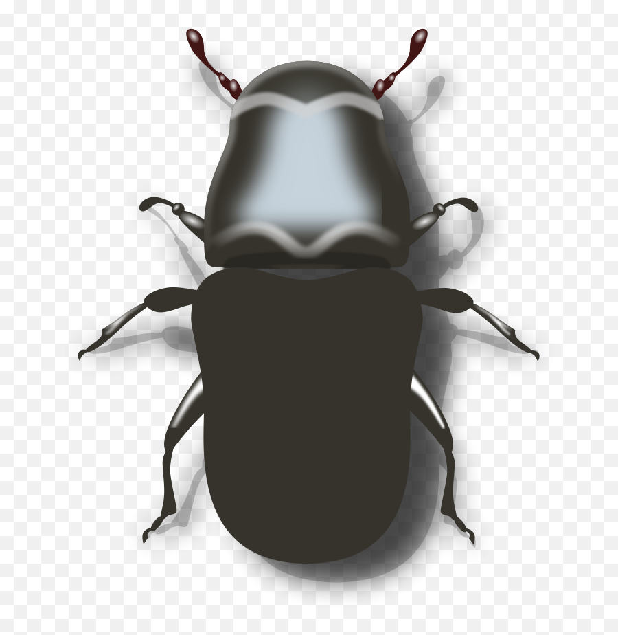 Ground Beetle Black And White - Clip Art Library Mountain Pine Beetle Black And White Emoji,Beetle Emoji
