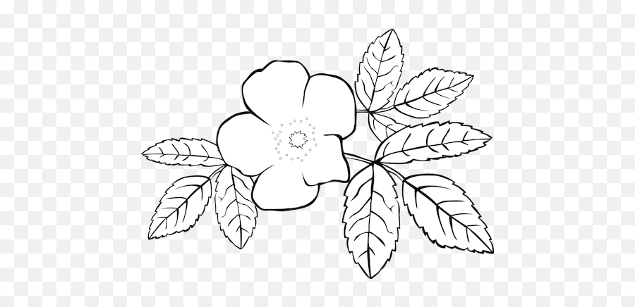 Colorless Flower Vector Image - Jasmine Flower Clipart Black And White Emoji,Hawaiian Flower Emoji