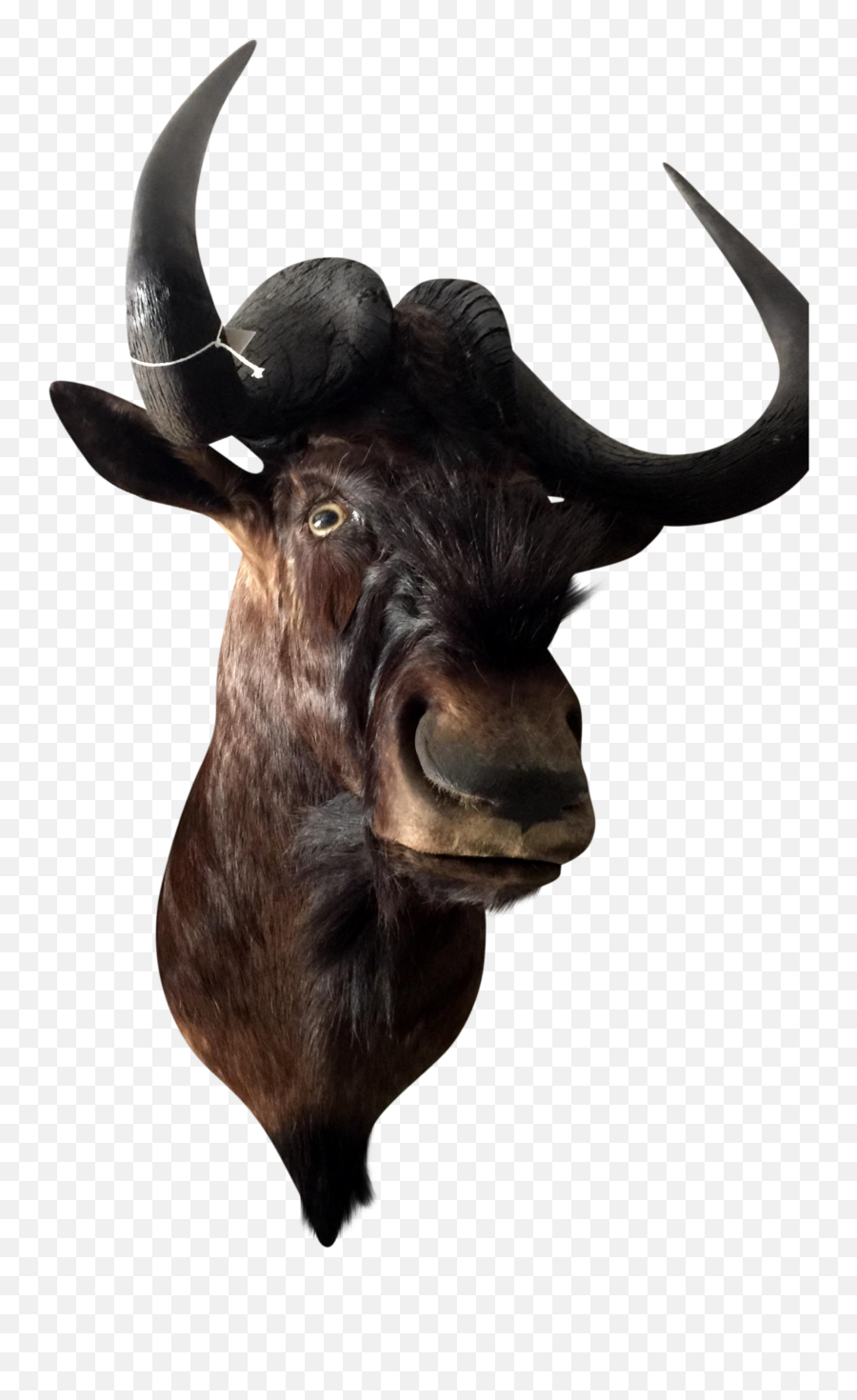 Buffalo Head Freetoedit - Bull Emoji,Buffalo Emoji