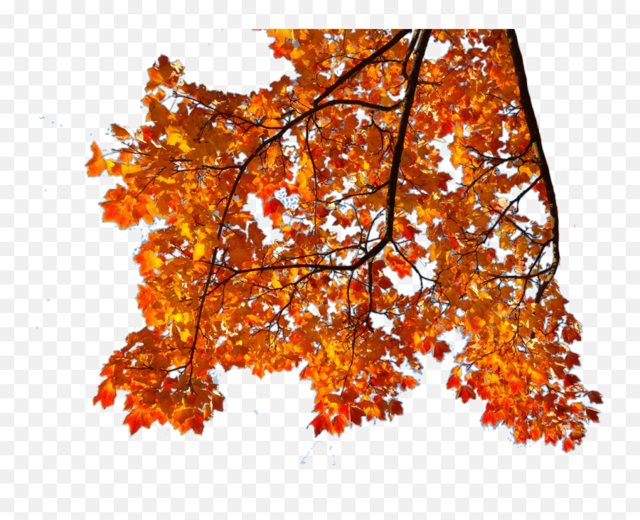 Orange Branch Autumn Fall Leaf Leaves - Maple Emoji,Autumn Leaf Emoji