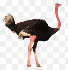 Ostrich Freetoedit - Ostrich Emoji,Ostrich Emoji