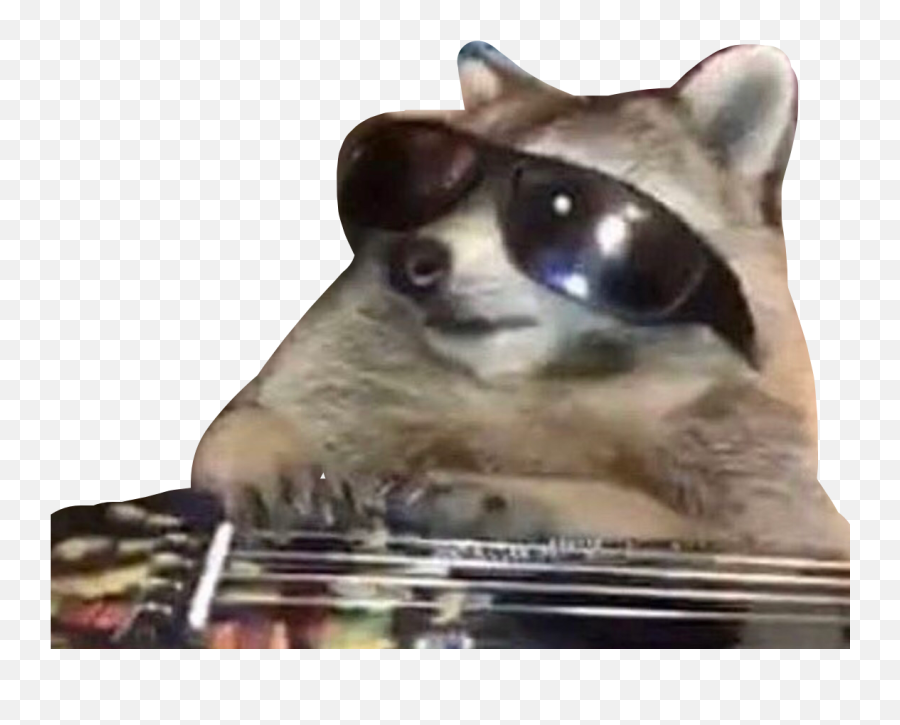 Raccoon Meme Sunglasses Sticker - Raccoon Reaction Memes Emoji,Sunglasses Emoji Meme